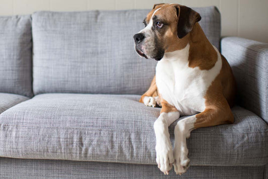 How to help your dog avoid joint pain