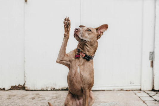 5 Tips for Keeping Your Dog Active at Any Age