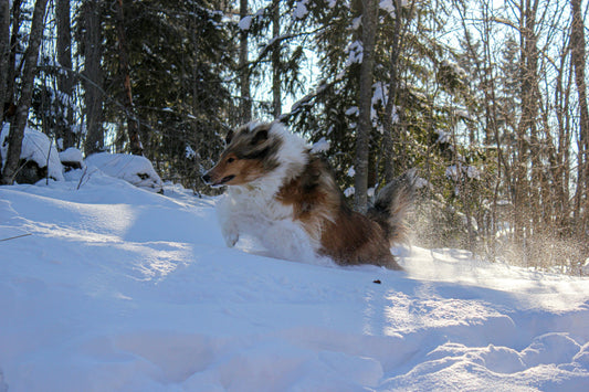 Why winter nutrition is essential for your dog's health