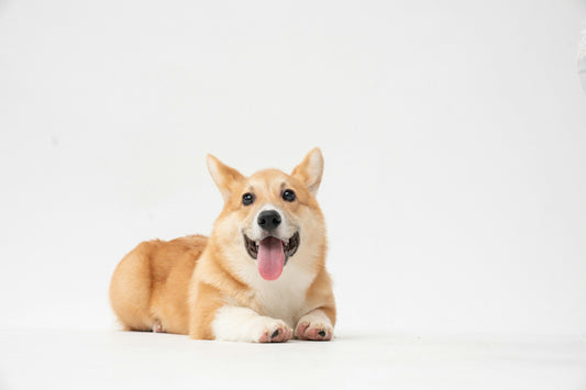 Which dog breeds are more at risk of joint problems?