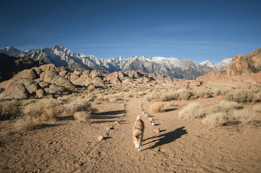 How to stay consistent with your dog’s supplements